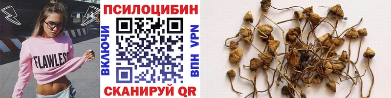 Псилоцибиновые грибы Cubensis  Тавда 